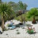 Jardin sec avec palmier